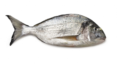 Dorada regala 800-1000 g