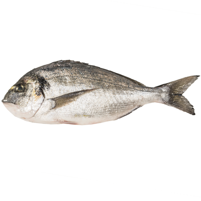Dorada regala eviscerata 1 Kg+