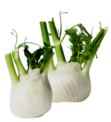 Fennel (Foeniculum vulgare)