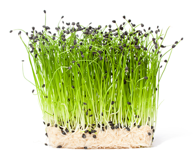 Germeni de Praz Eco 50 g