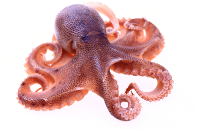 Groenlanda Caracatita Tentacule Crude 630 g ❄