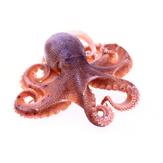 Groenlanda Caracatita Tentacule Crude 630 g ❄