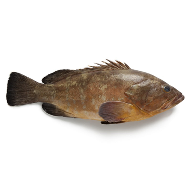 Grouper galben pret/kg (cca.500 g+)