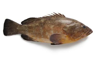 Grouper galben 500 g+