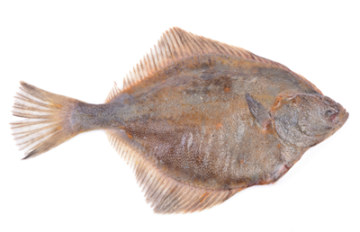 Halibut Eviscerat 20 Kg +