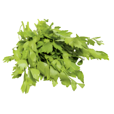 Leustean (Levisticum officinale)