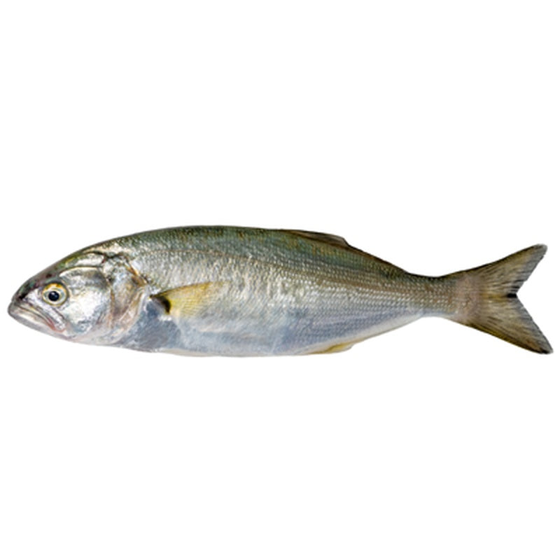 Lufar (Seriola quinqueradiata) / 1 kg