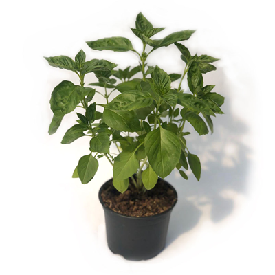 Chef Busuioc Verde Ghiveci