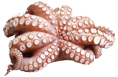 Chef Caracatita Calibru 2 - 3 Kg ❄