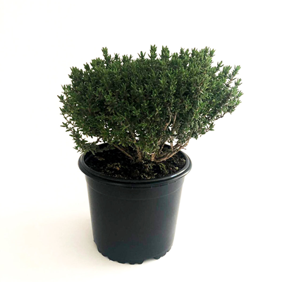 Chef Cimbru Verde Ghiveci