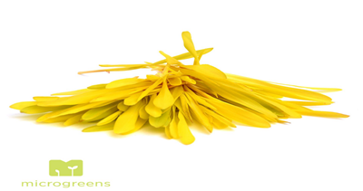 Chef Vlastari Porumb 20 g