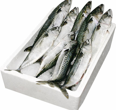 Macrou Scomber Scombrus Calibru 250-500 g Congelat 20 Kg ❄