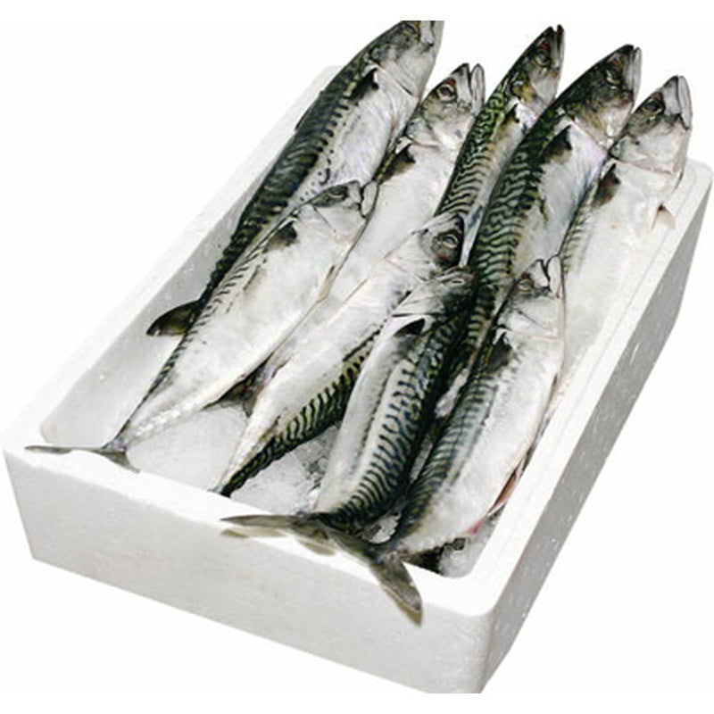 Macrou Scomber Scombrus Calibru 250-500 g Congelat 20 Kg ❄