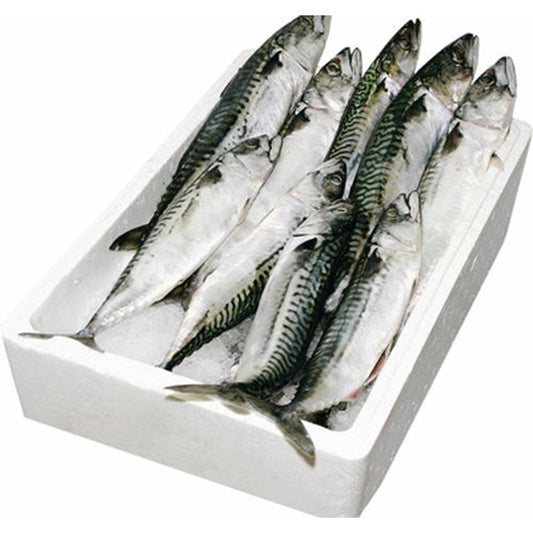 Macrou Scomber Scombrus Calibru 250-500 g Congelat 20 Kg ❄