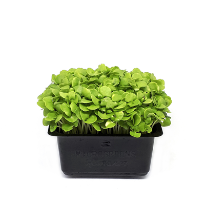 Microplante Busuioc Verde