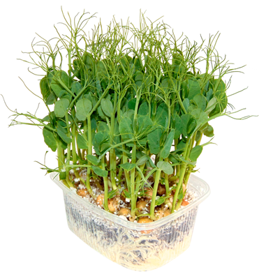 Microplante Mazare 35 g