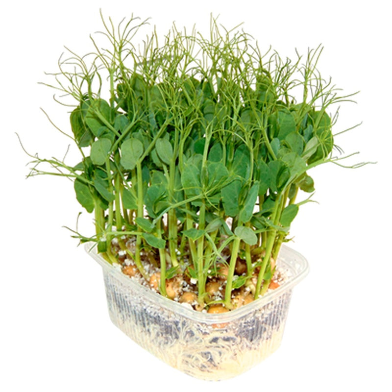 Microplante Mazare 35 g