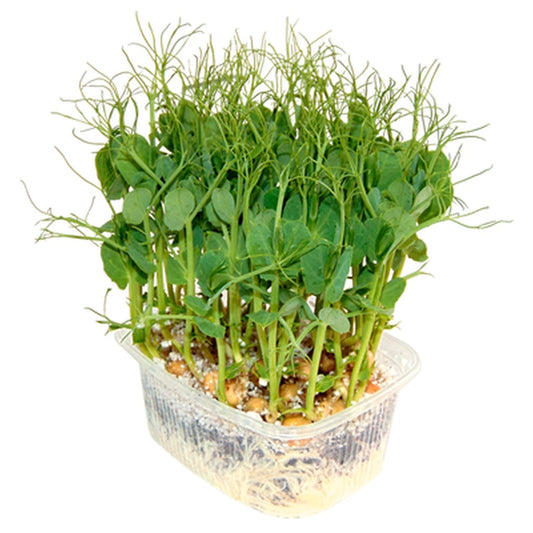 Microplante Mazare 35 g