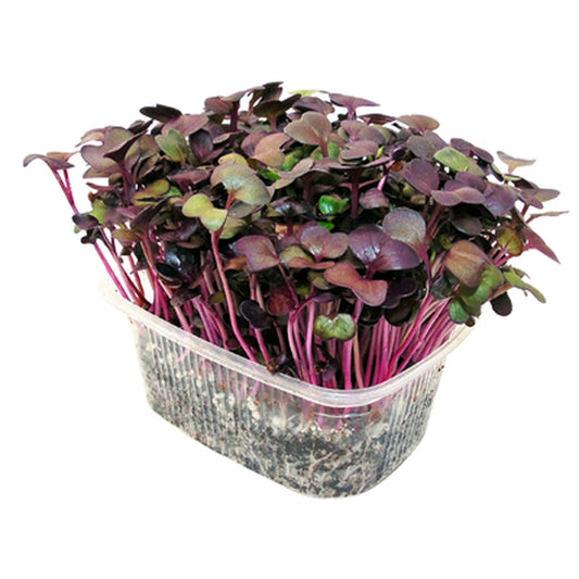 Microplante Ridiche Rosie 35 g