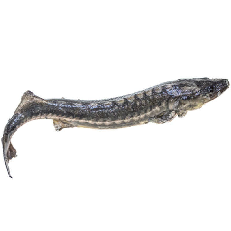 Nisetru Eviscerat pret/kg (cca. 3 - 5 KG)