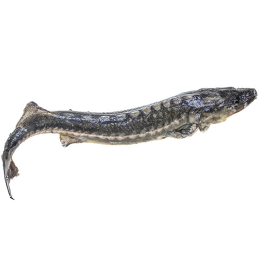 Nisetru Eviscerat pret/kg (cca. 3 - 5 KG)