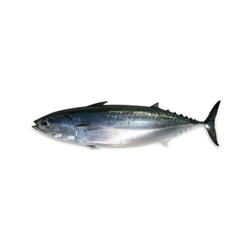 Palamida Calibru pret/kg (cca. 300g +)