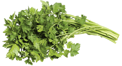 Patrunjel (Petroselinum crispum)