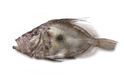 Peste Dulgher 0,5-1 Kg