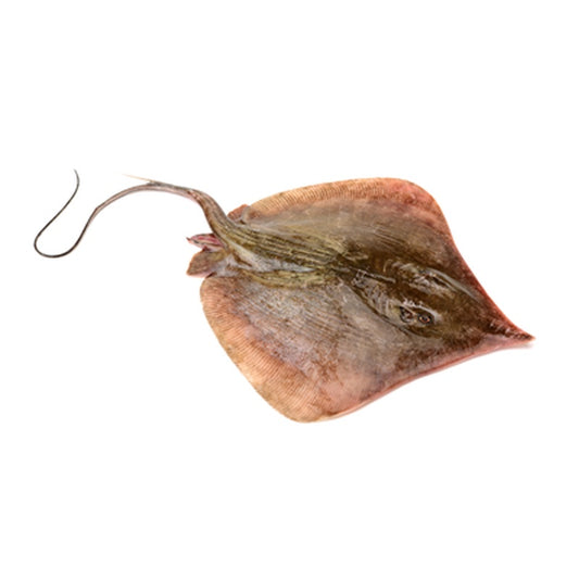 Pisica de Mare pret/kg