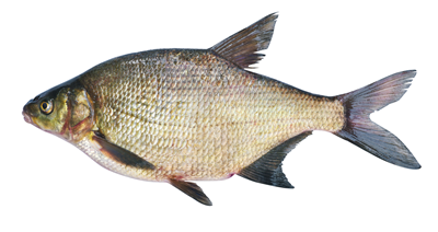 Platica Delta Dunarii Congelata ❄