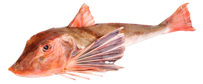 Randunica de Mare Calibru 1 Kg+