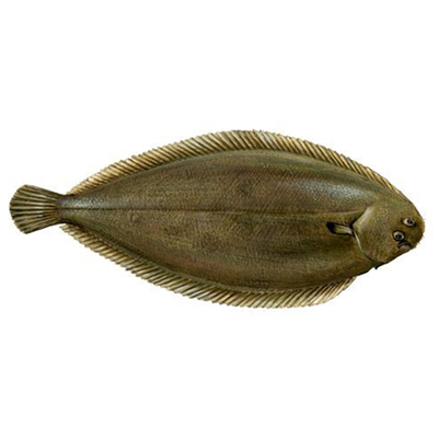 SOLE Limba de Mare 400 - 800 g
