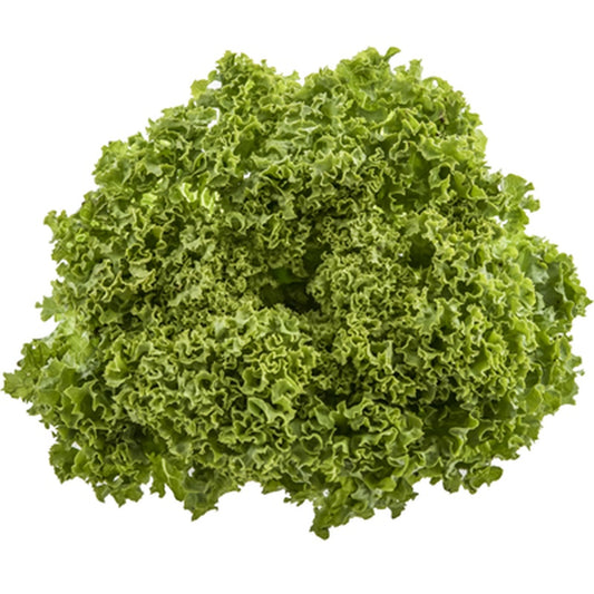 Salata Lollo Bionda 1 bucata