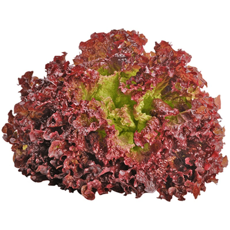 Salata Lollo Rossa 200g