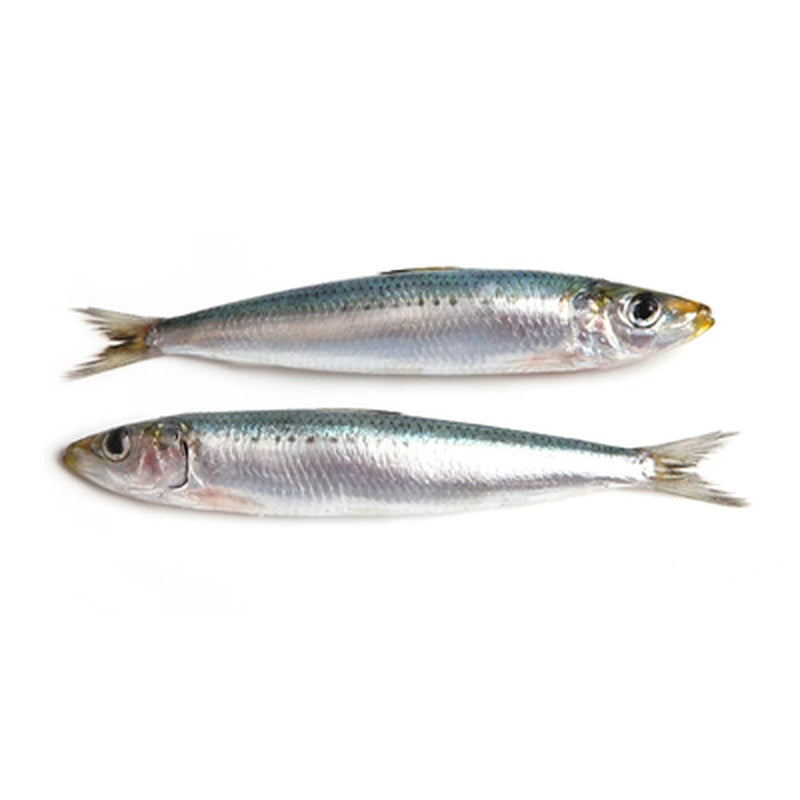 Sardina pret/kg (Calibru 20+)
