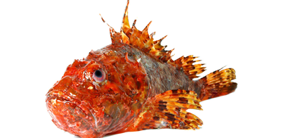 Scorpie de mare 1 kg+