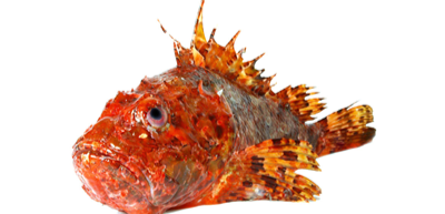 Scorpie de mare 300 g+