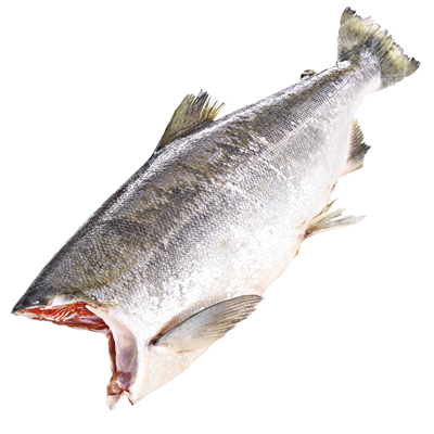 Somon Sockeye Trunchi