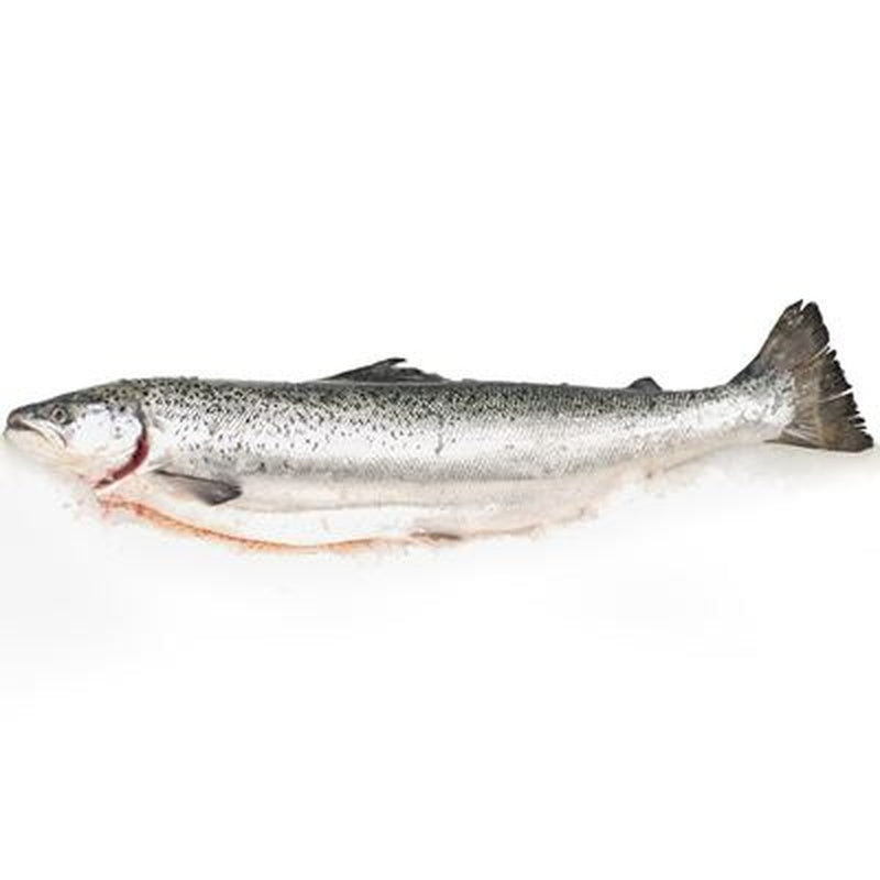 Somon Eviscerat pret/kg (calibru 3 - 4 Kg)