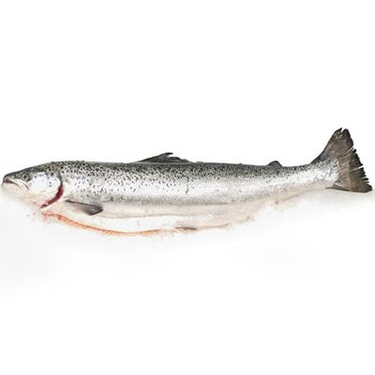 Somon Eviscerat pret/kg (calibru 3 - 4 Kg)