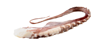 Tentacule Calamar Prefierte 800 g ❄