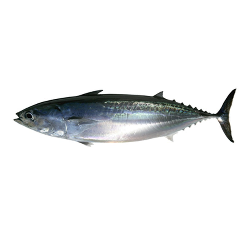 Ton Melva pret/kg (cca. 1 Kg+)