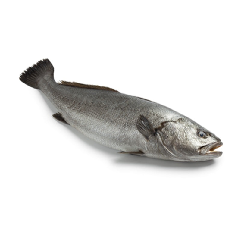 Umbrina pret/kg (cca. 1 Kg+)