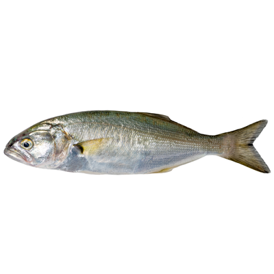 Lufar (Seriola quinqueradiata)