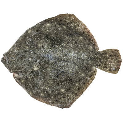 Calcan (cca. 2-2,5 Kg) pret/kg