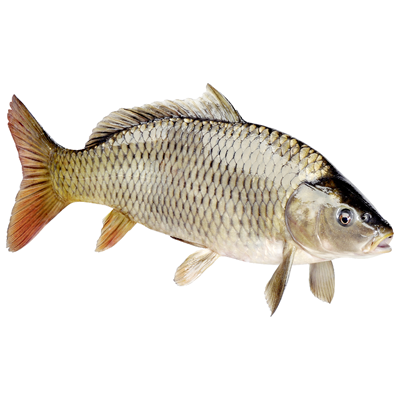 Crap eviscerat pret/kg (cca. 2kg+)