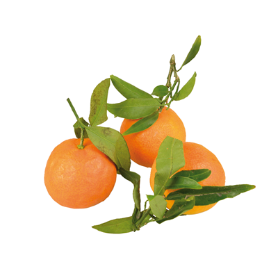 Clementine Cu Frunze