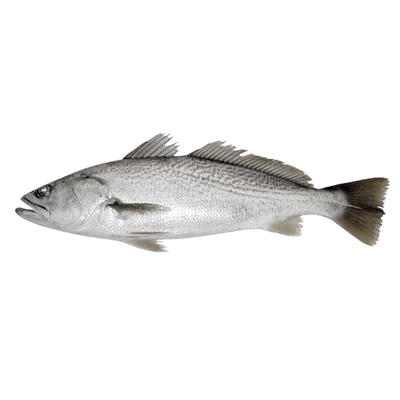 Corvina pret/kg (Calibru 1,5 - 2 Kg)