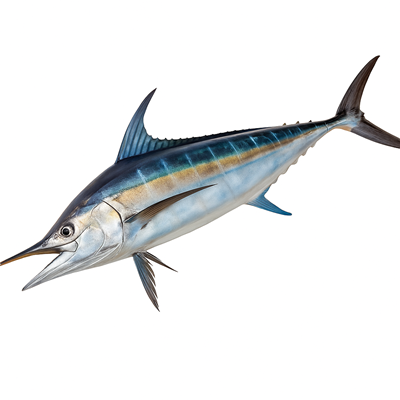 Marlin pret/kg (Calibru 1 Kg+)
